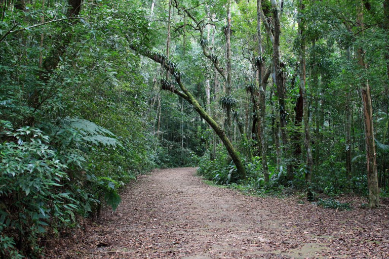 Caminho do Excelsior, na Floresta da Tijuca