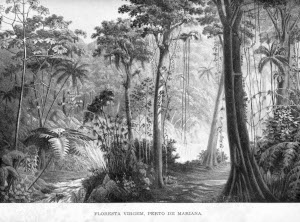 Floresta Virgem, perto de Mariana, por Dr. Hermann Burmeister